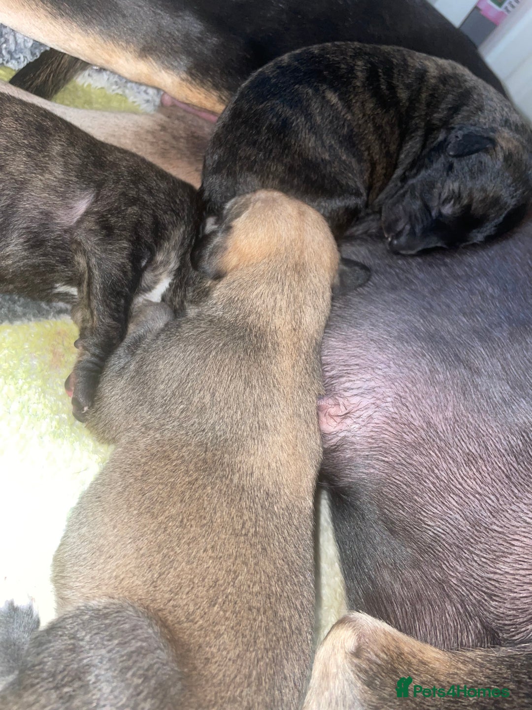 Mixed Breed dogs for sale: Stunning saluki greyhound puppies.  - Advert 18