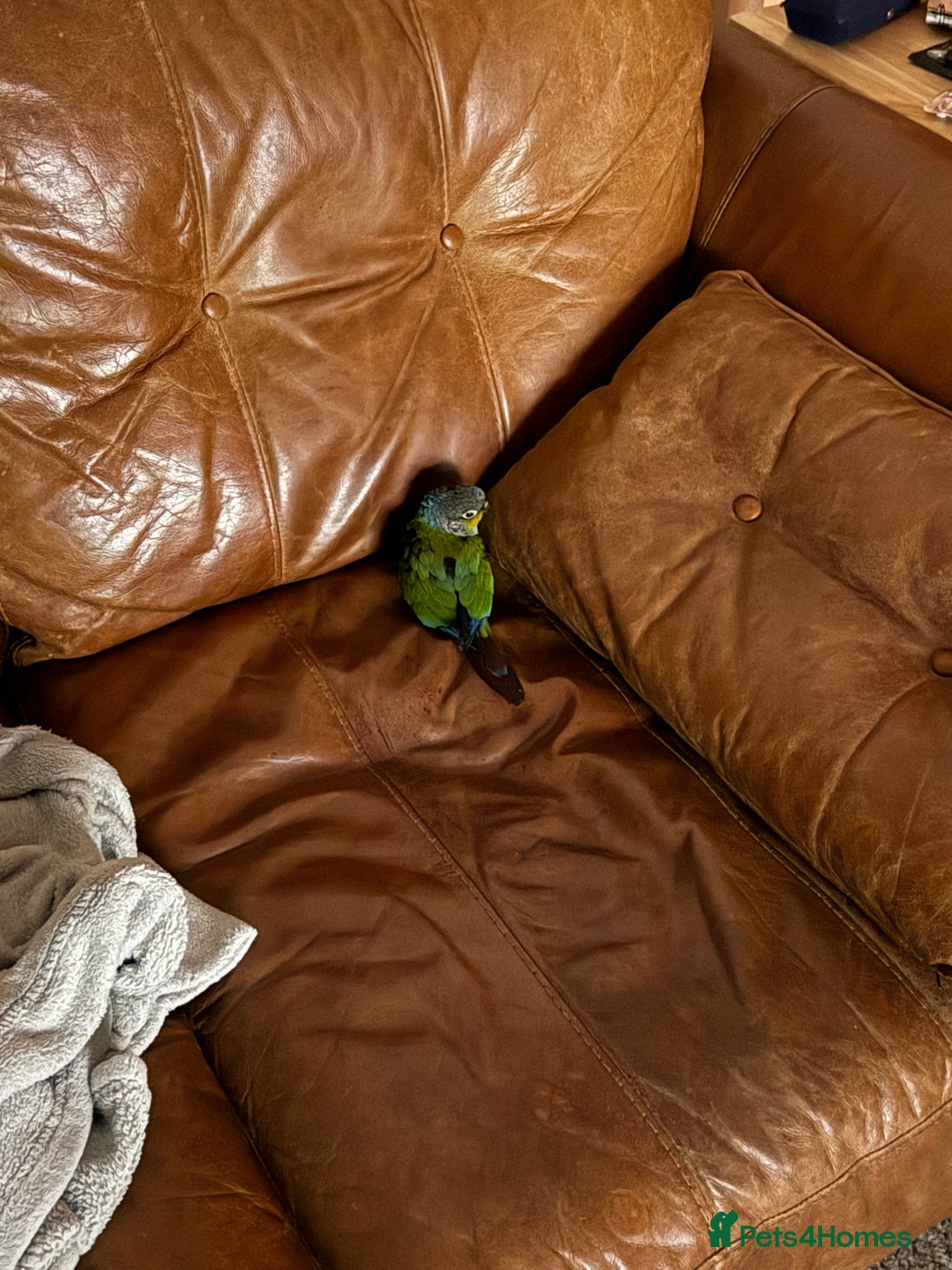 Conures birds for sale: Crimson bellied conure - Image 4
