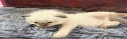 Ragdoll cats for sale: 2 Chunky Fluffy Purebred Ragdolls - Advert 9