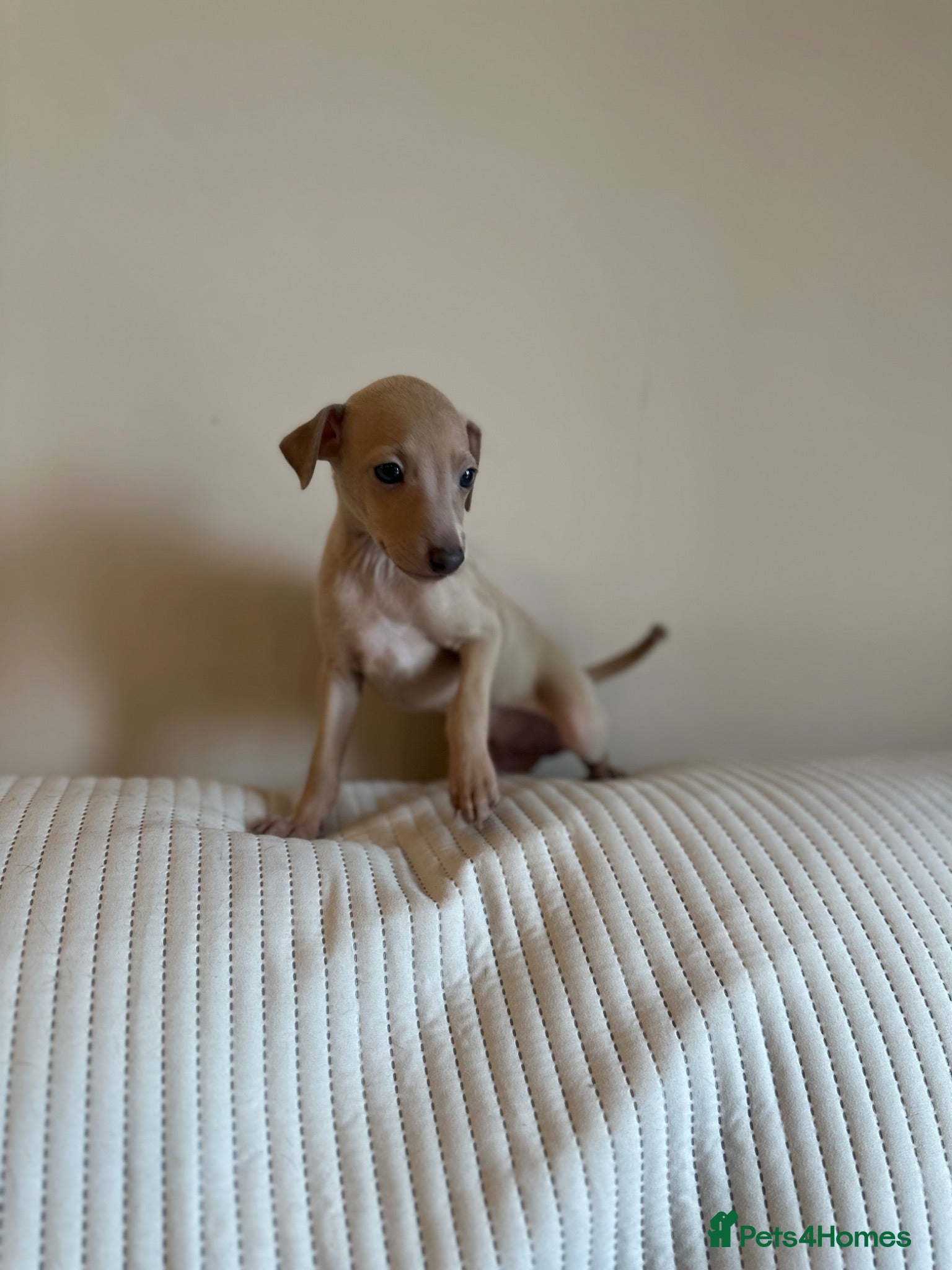 Italian Greyhound dogs KC Italian greyhounds - Advert 1