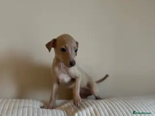Italian Greyhound dogs KC Italian greyhounds - Advert 1
