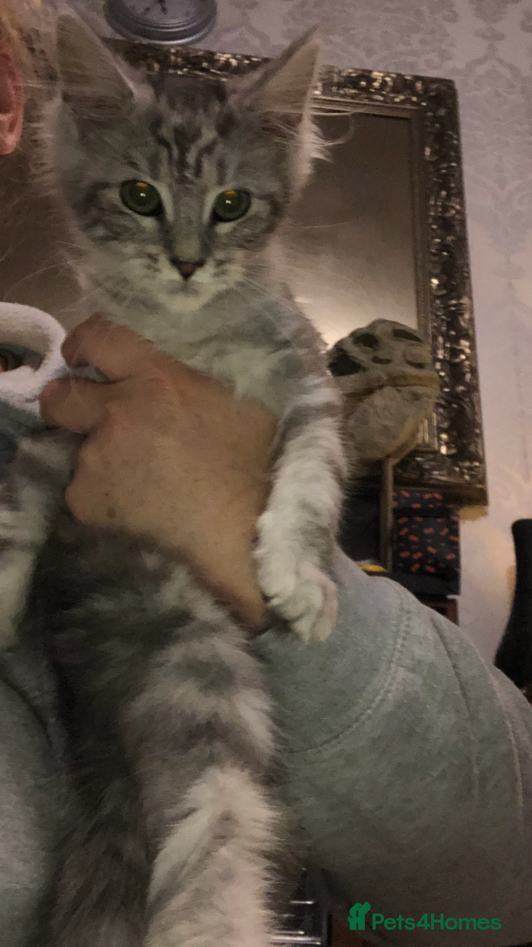 Maine Coon cats for sale: Maine coon kitten Female - Advert 5