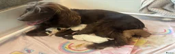 Cocker Spaniel dogs for sale: 3 beautiful cocker spaniel puppy's 🏠 - Advert 5