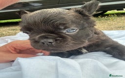 French Bulldog dogs for sale: French bulldogs , one fluffy (like his mum)  - Image 8