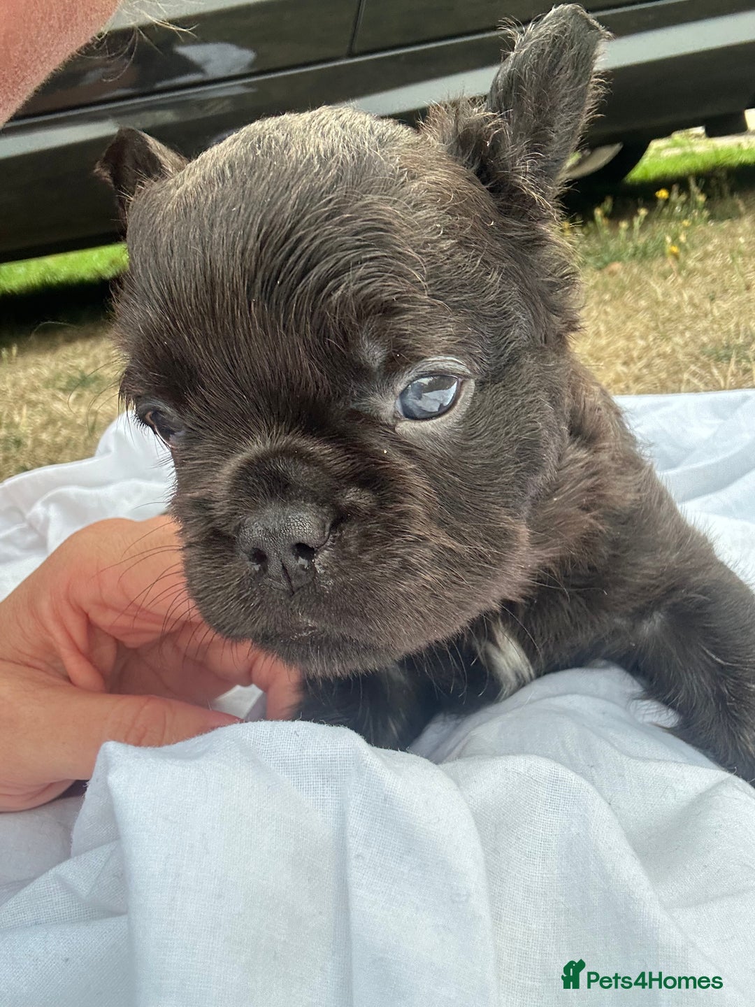 French Bulldog dogs for sale: French bulldogs , one fluffy (like his mum)  - Image 8
