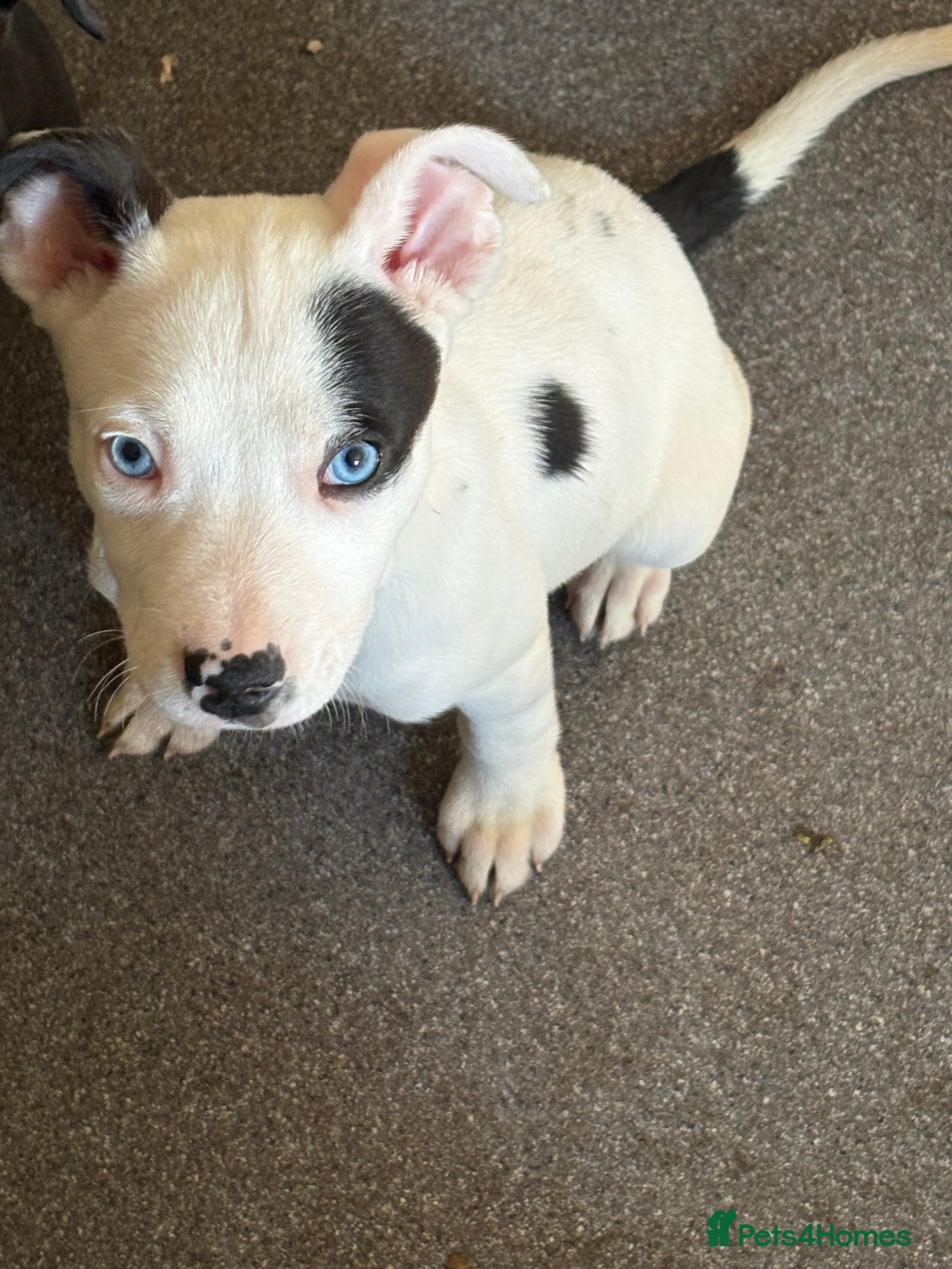 Mixed Breed dogs Puppies for sale  - Advert 2