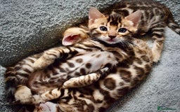 Bengal cats for sale: Beautiful Bengal kittens  - Image 3