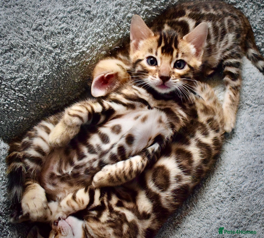 Bengal cats for sale: Beautiful Bengal kittens  - Image 3
