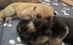 German Shepherd dogs for sale: READY GERMAN SHEPHERD PUPPIES 😍 - Image 5