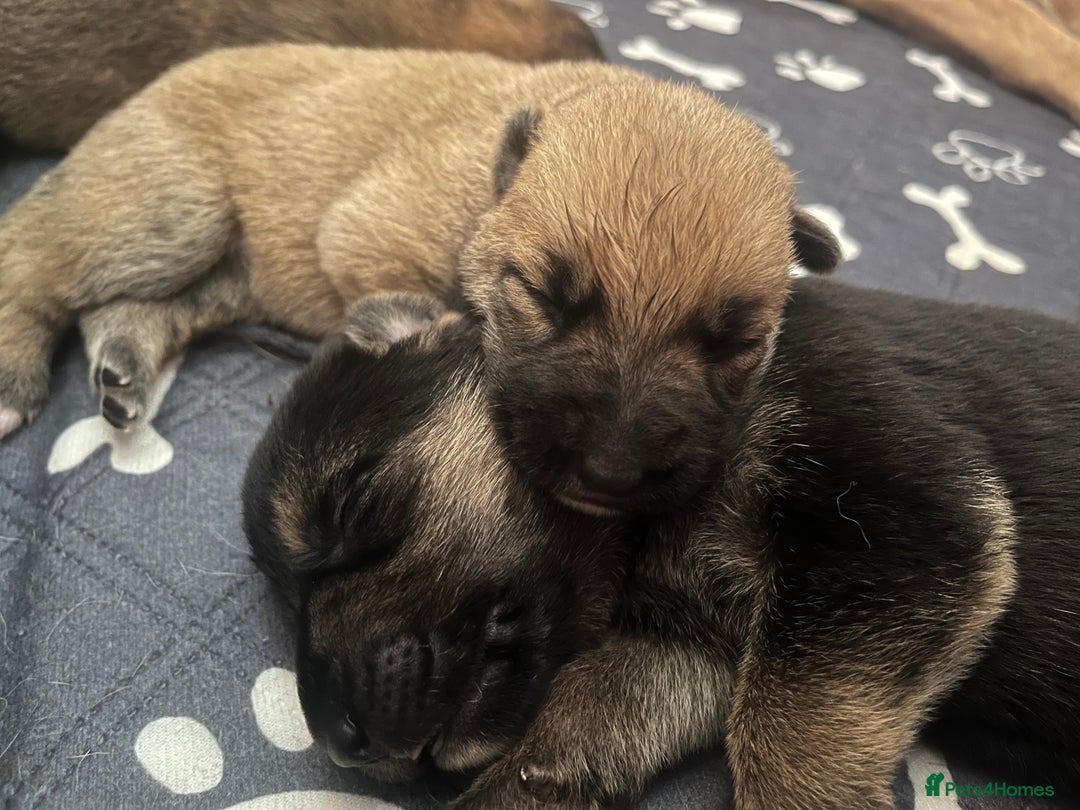 German Shepherd dogs for sale: READY GERMAN SHEPHERD PUPPIES 😍 - Image 5