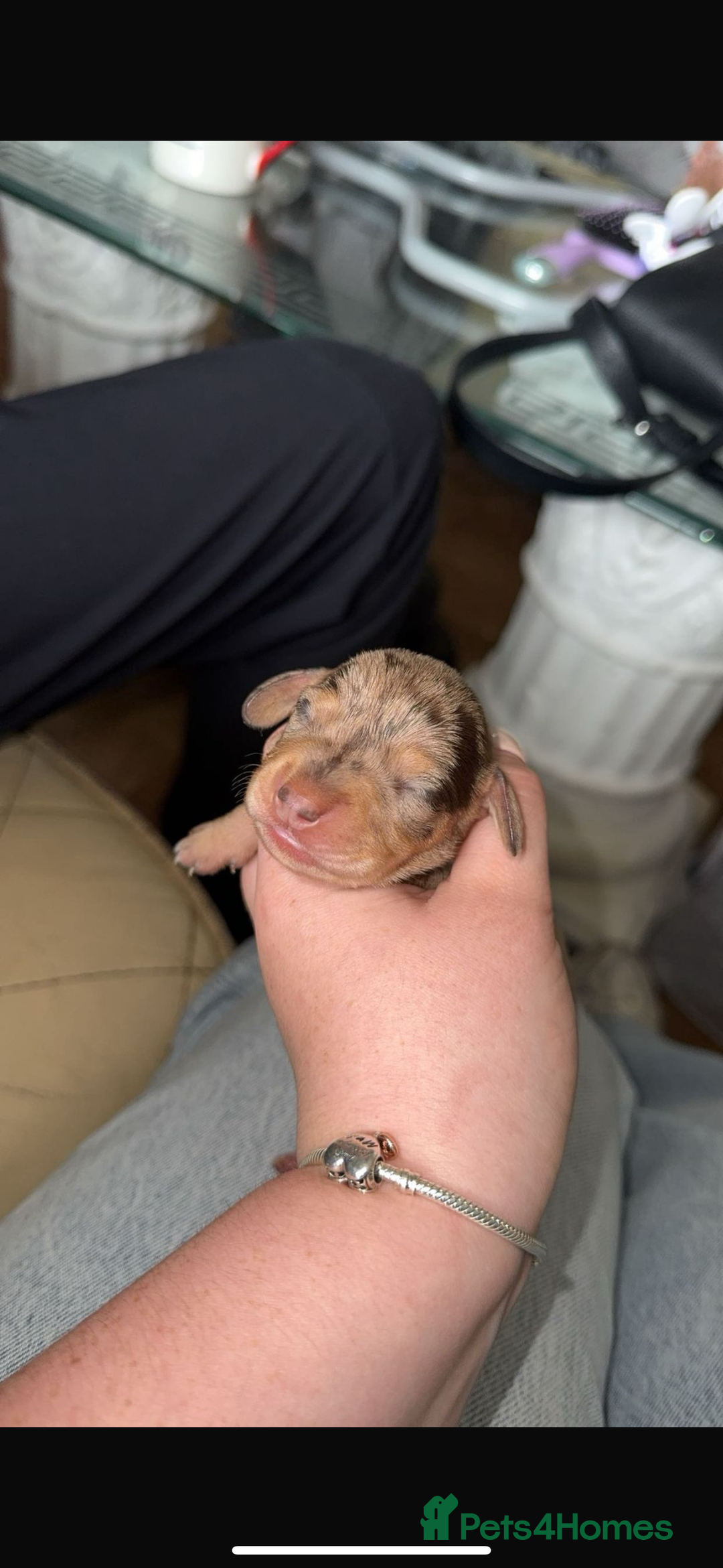 Chiweenie dogs for sale: Chiweenie - Image 3