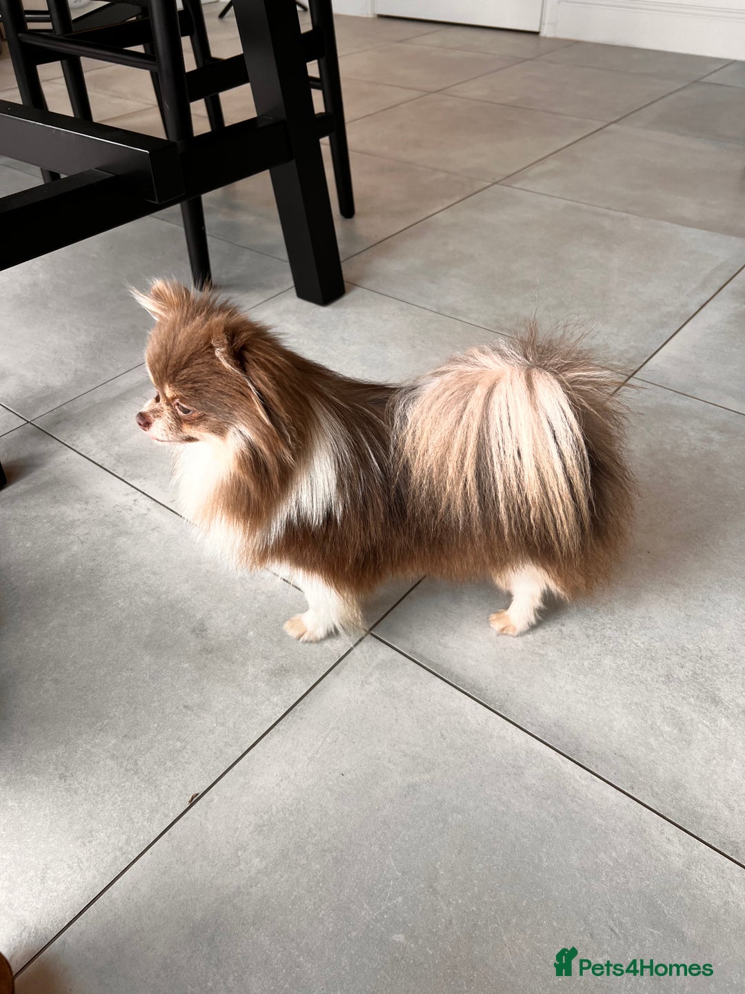 Pomeranian dogs for sale: Gorgeous Lilac Pomeranian Girl  - Image 3