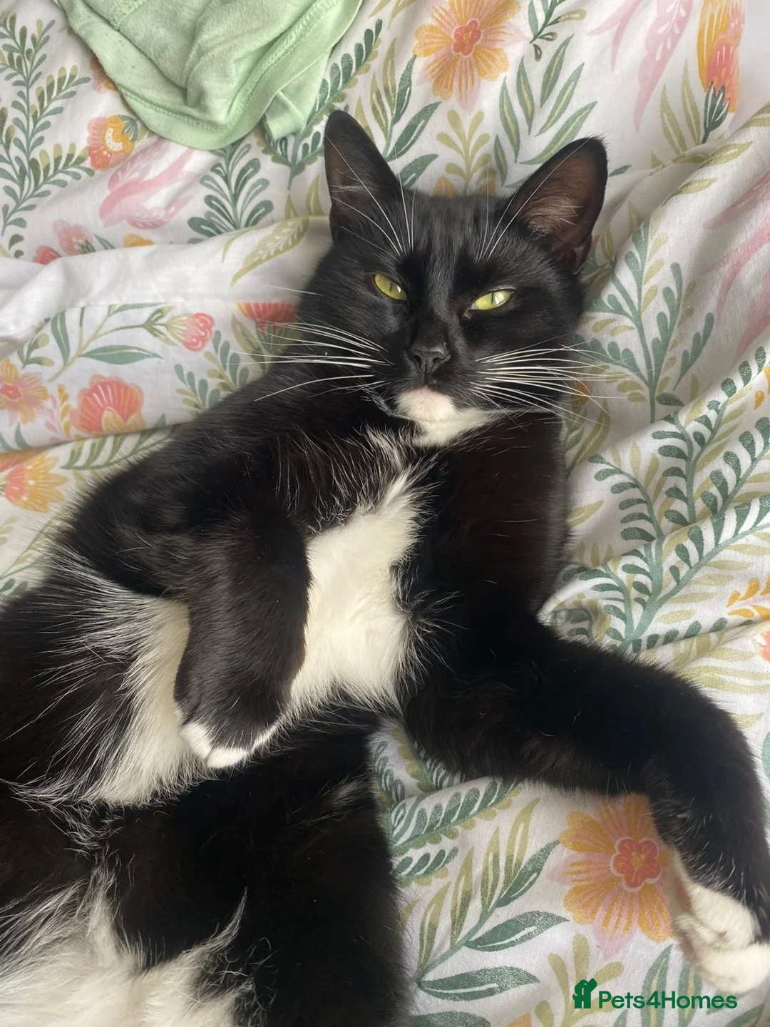 Domestic Shorthair cats for sale: Mittens: Age 3, black and white tuxedo  in Swindon - Advert 2