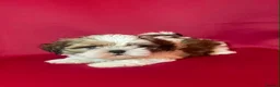 Shih Tzu dogs for sale:  🌟 2 Beautiful Female Puppies Ready Ready to go🌟 - Advert 5