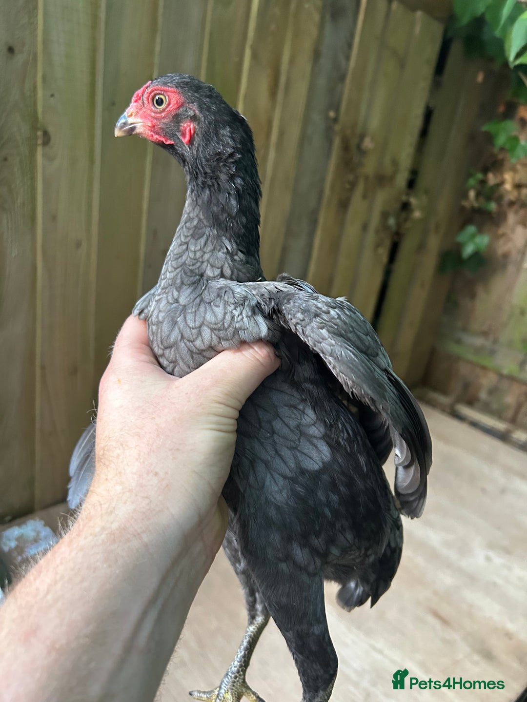 Chickens poultry for sale: Ko Shamo - Image 6