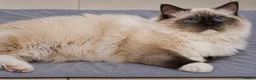 Ragdoll cats for sale: Majestic boy ❤️ - Advert 3