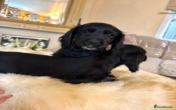 Cocker Spaniel dogs for sale: Beautiful Cocker Spaniel Puppies  - Image 5