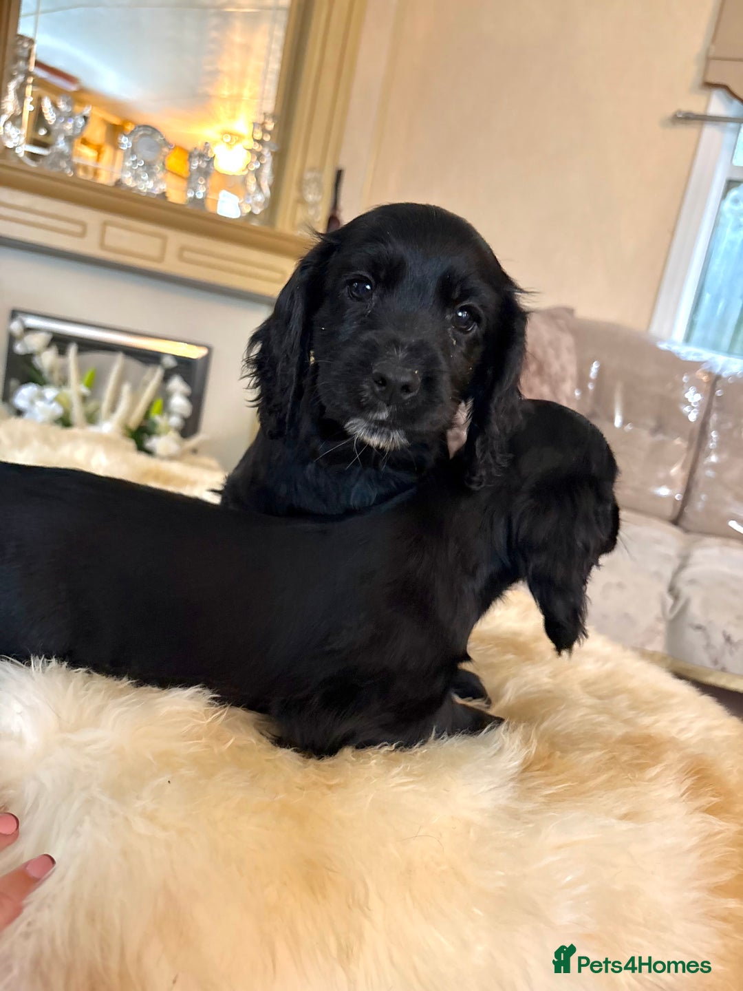 Cocker Spaniel dogs for sale: Beautiful Cocker Spaniel Puppies  - Image 5