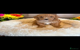 Cavapoo dogs for sale: beautiful colour cavapoos looking for new homes - Image 3