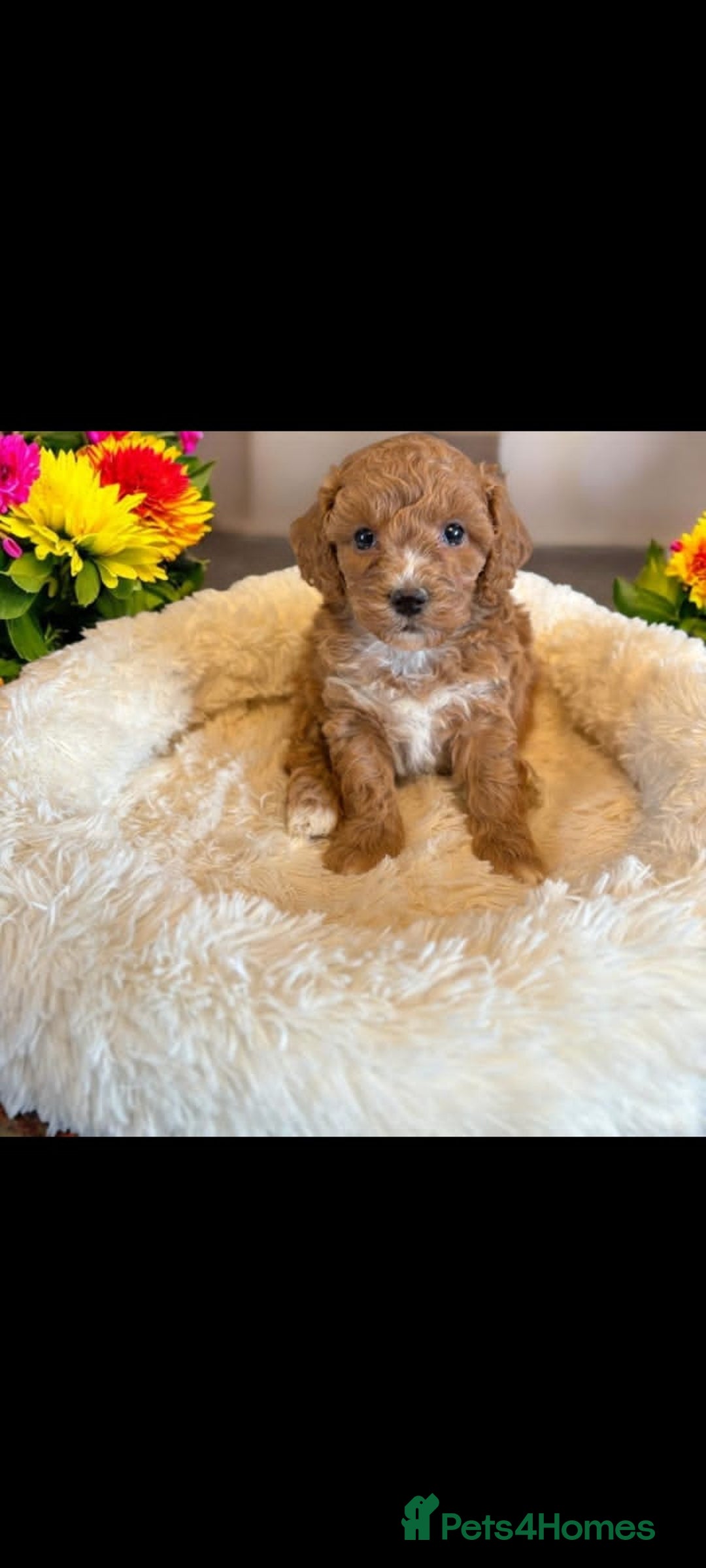 Cavapoo dogs for sale: beautiful colour cavapoos looking for new homes - Image 3