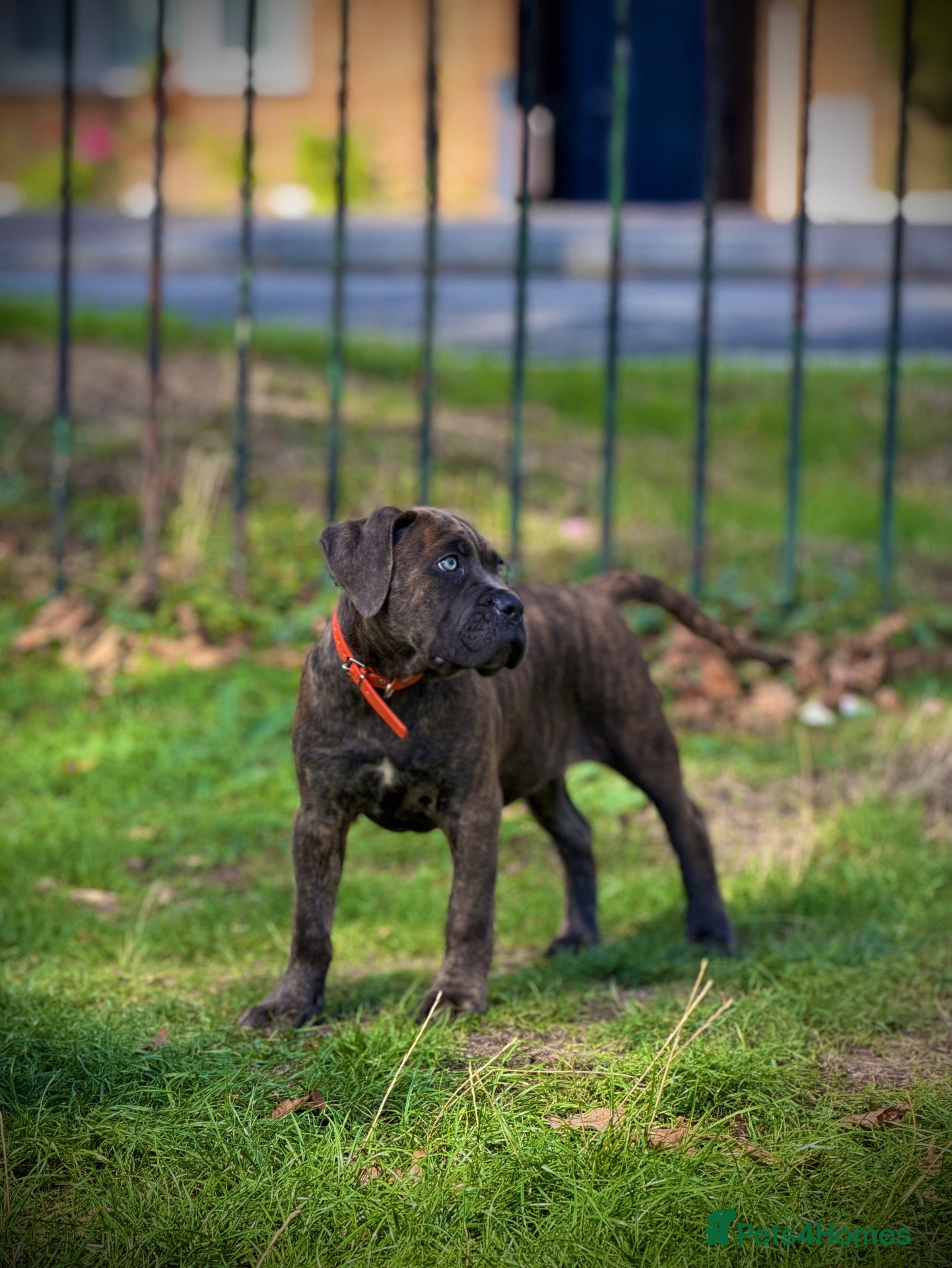 Cane Corso dogs ‼️Offers Welcme‼️ Balestra Magica Corso FCI - Advert 1