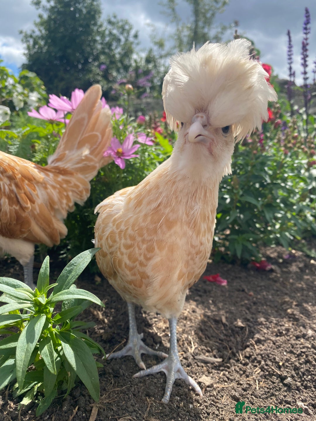 Mixed Breed birds for sale: Point of lay Hens & Pullets – VARIOUS BREEDS 🦚  - Image 2