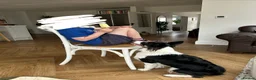 Border Collie dogs for sale: Tri-colour border collie READ DESCRIPTION in Nuneaton - Advert 4
