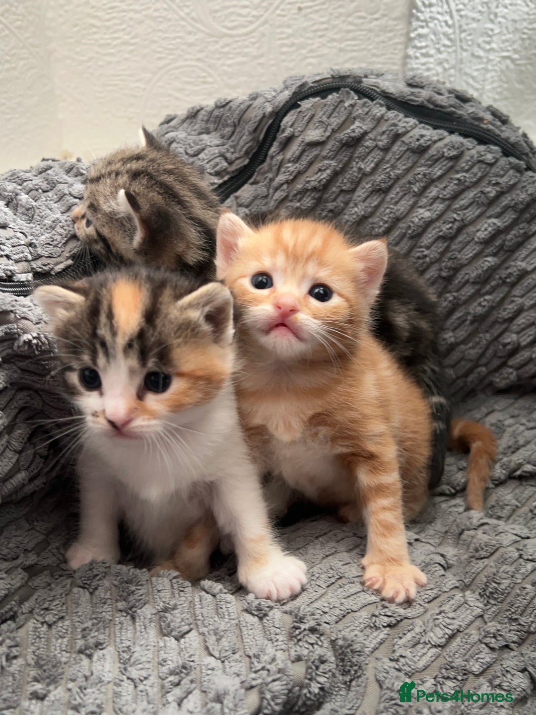 Mixed Breed cats for sale: Mixed breed kittens loving for their forever home - Advert 12