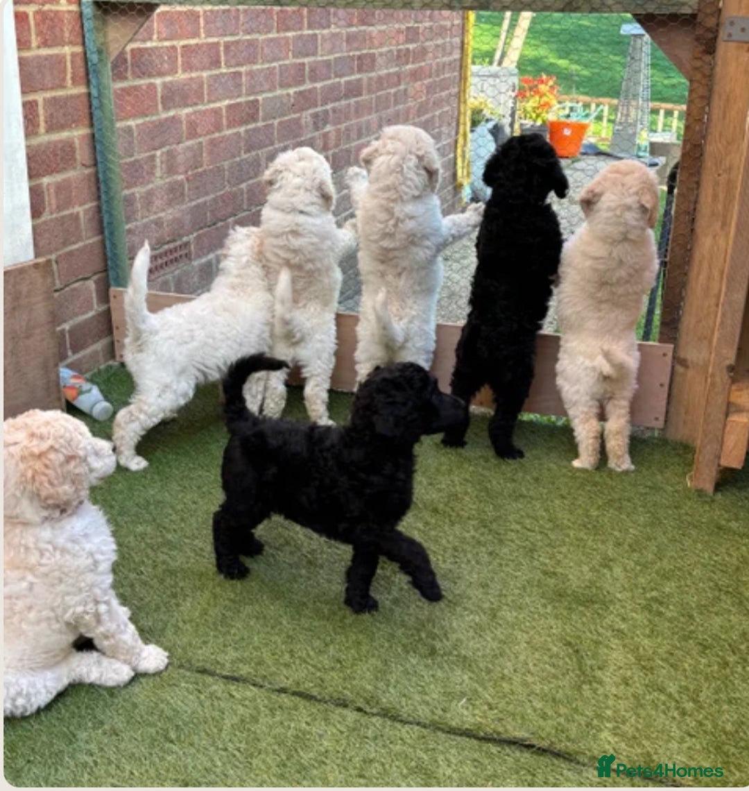 Standard Poodle dogs for stud: White standard poodle stud in Aldershot - Image 11