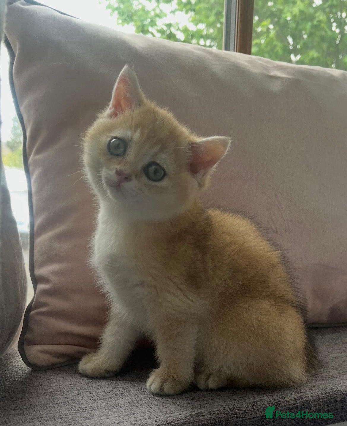 British Shorthair cats GOLDEN NY12 ACTIVE GRAND CHAMPION BLOODLINE  - Advert 1