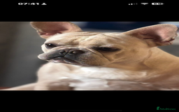 French Bulldog dogs for sale: ⚡️🐾 4 adorable French bulldog puppies 🐾⚡️ - Image 3