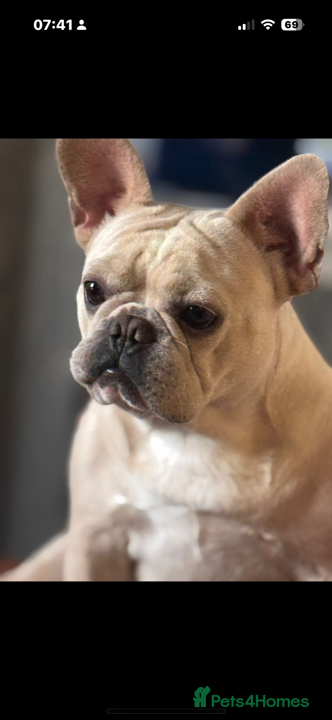 French Bulldog dogs for sale: ⚡️🐾 4 adorable French bulldog puppies 🐾⚡️ - Image 3