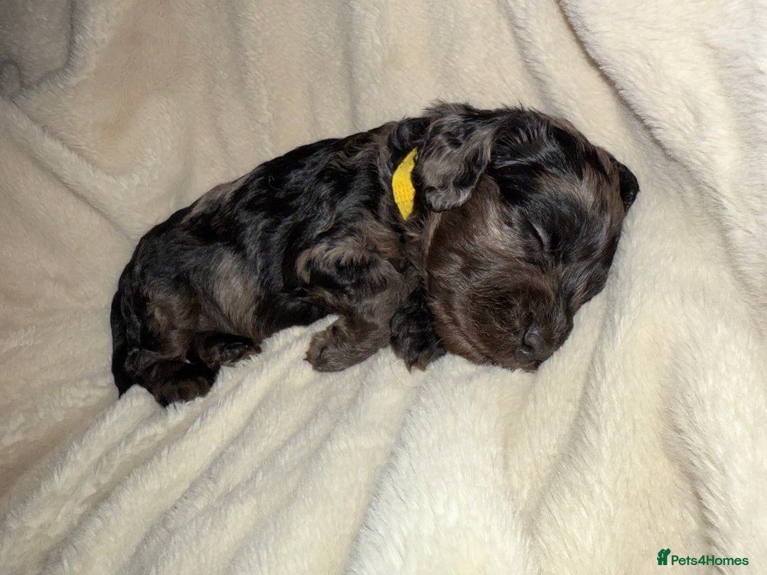 Cockapoo dogs for sale: F1 Cockapoo puppies  - Image 31