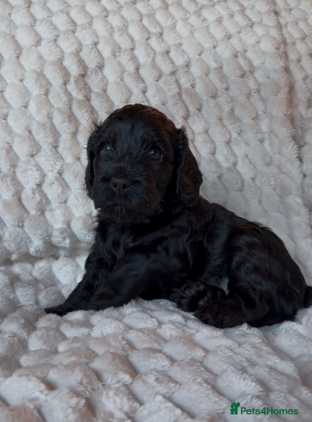 Cockapoo dogs for sale: Charming Cockapoo puppies. Pick your perfect pal! - Advert 13