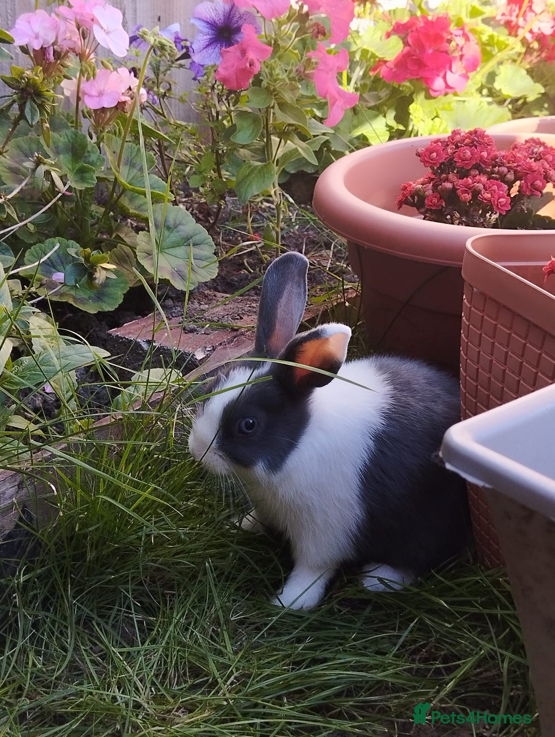 Dutch rabbits for sale: Kevin - Advert 6