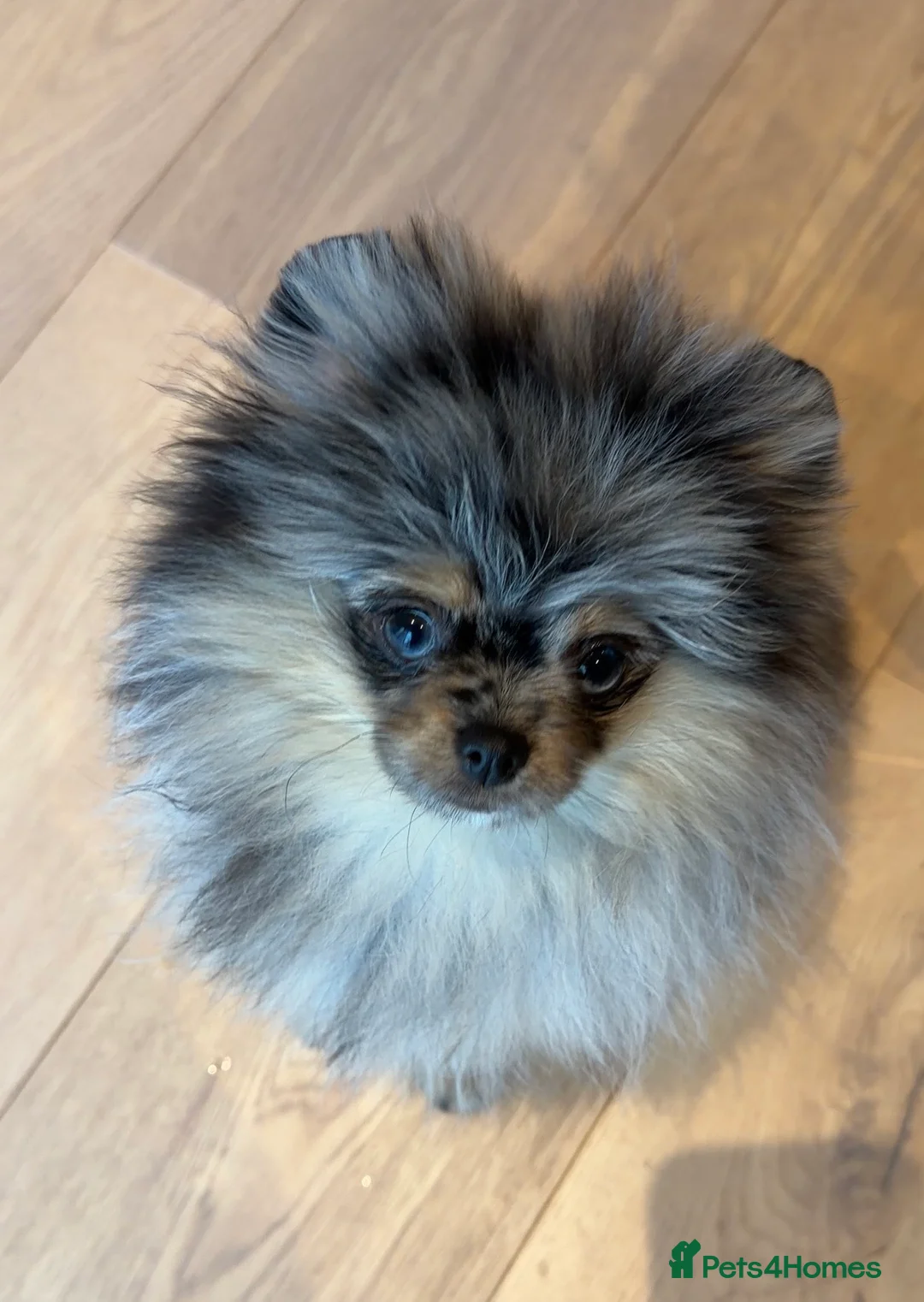Pomeranian dogs for sale: 💙 Gucci - Looking for the Very Best Home 💙 - Advert 2