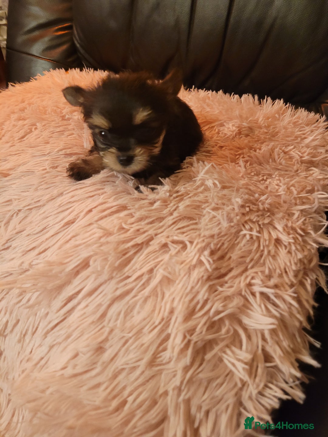 Chorkie dogs for sale: Tiny Pups for sale - Image 11