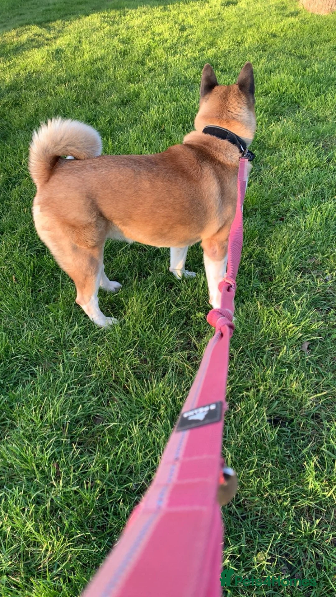 Akita dogs for sale: American Akita puppies 🐾 - Advert 1
