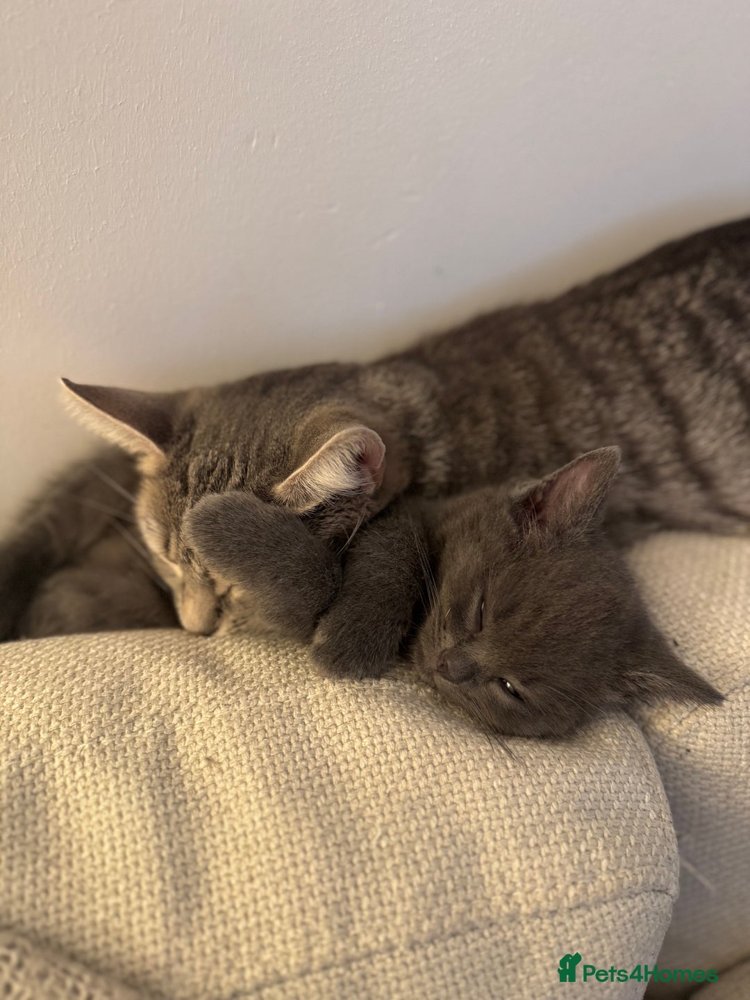 British Shorthair cats for sale: BSH Cross (3/4) Kittens - Advert 6