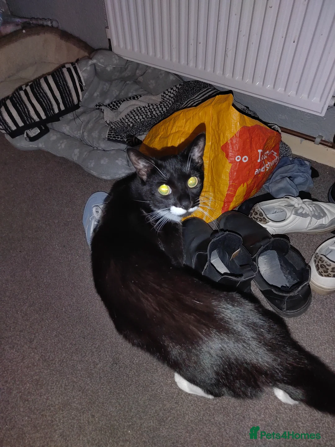 Mixed Breed cats for sale: 2 male cats  in Preston - Advert 1