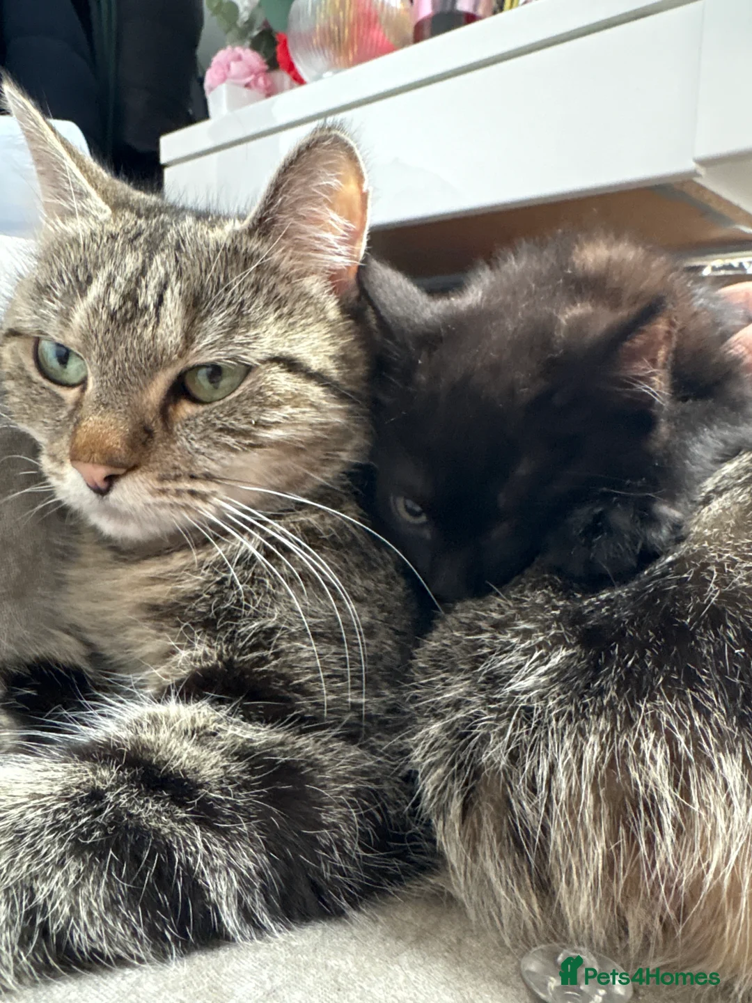 Bombay cats for sale: Black kitten for sale asap in London - Advert 2