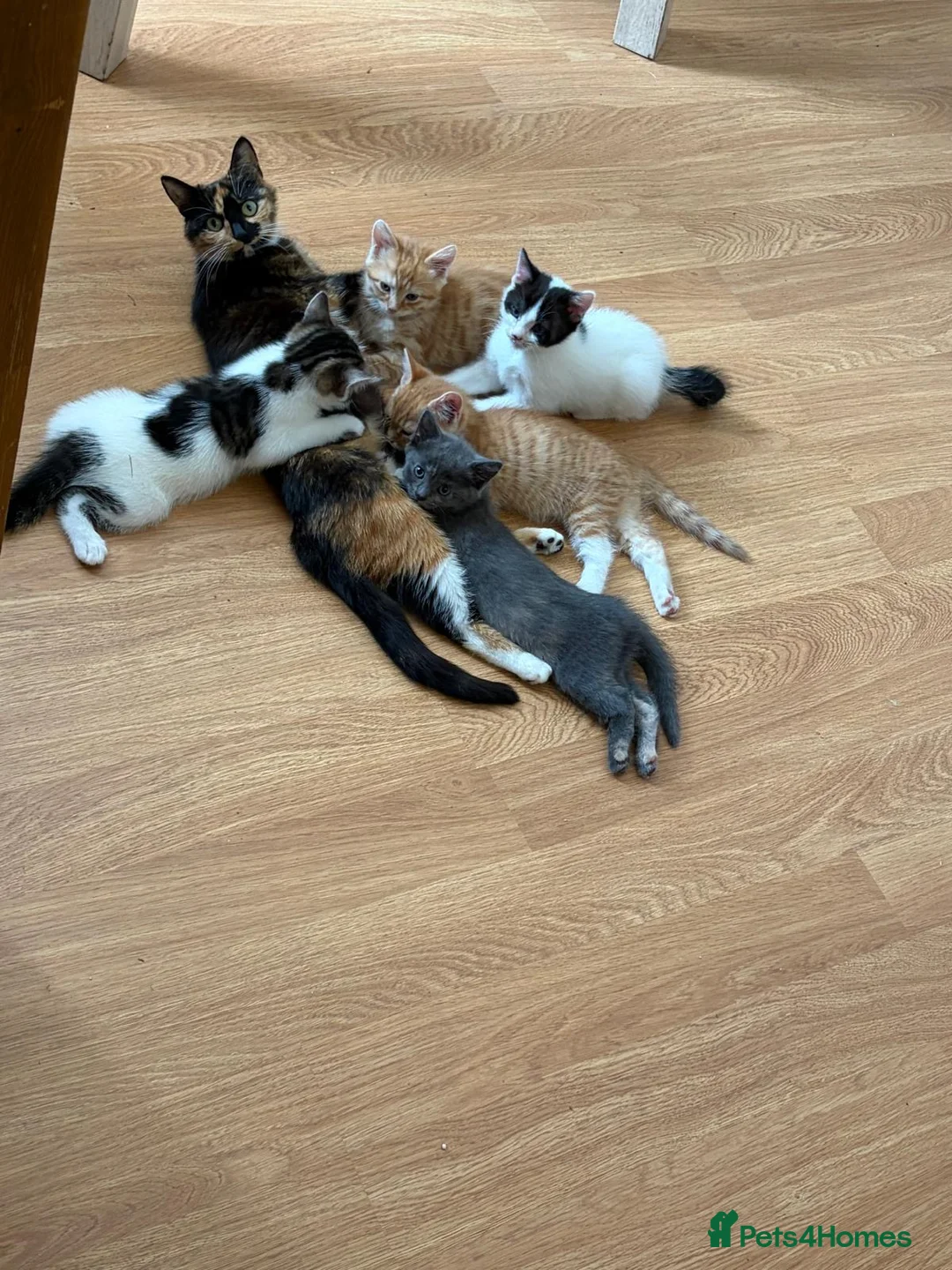 Mixed Breed cats for sale: 5 beautiful kittens ready for new home - Advert 1