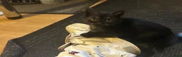 Mixed Breed cats for sale: 2 Beautiful kittens left!  - Advert 3