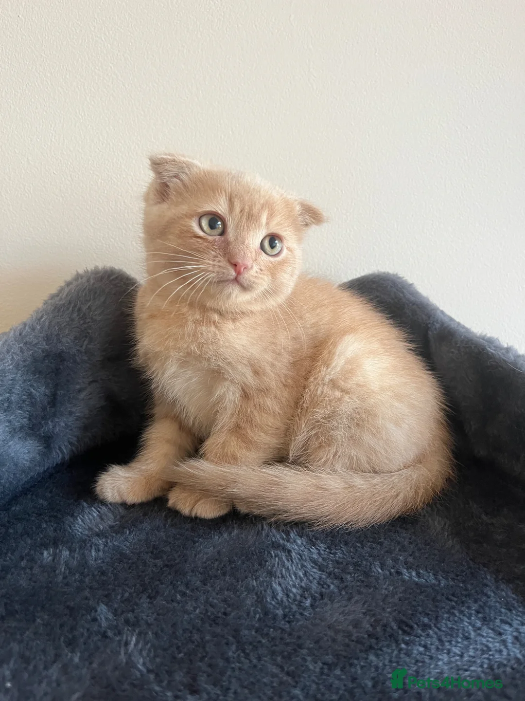 Mixed Breed cats for sale: 5 Adorable Kittens Ready for Loving Homes - Advert 2