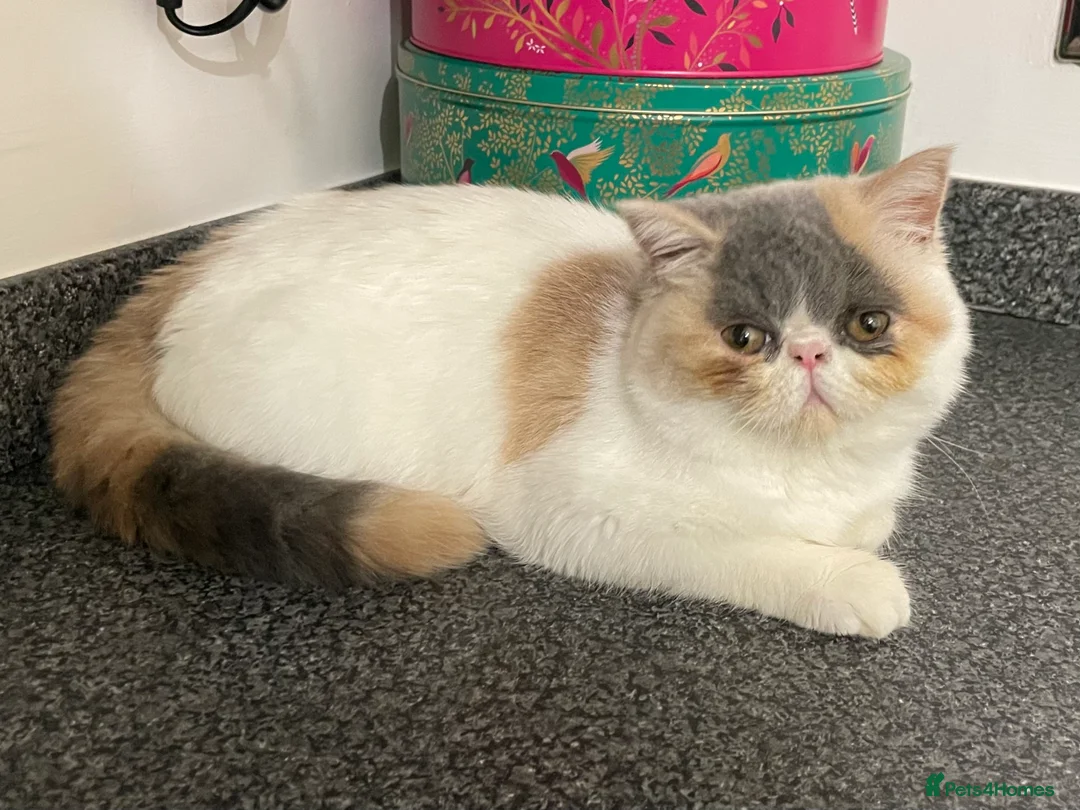 Exotic cats for sale: 💗 FEMALE EXOTIC KITTEN READY NOW  💗 - Advert 2