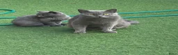 Scottish Fold cats for sale: Scottish straight  - Advert 6