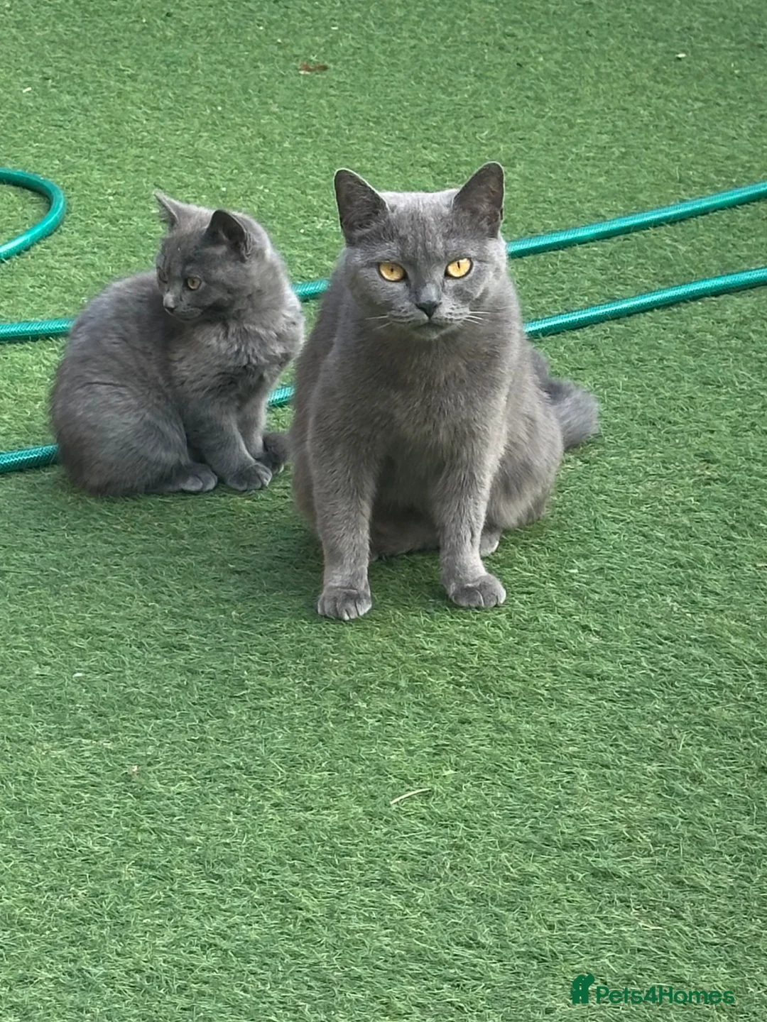 Scottish Fold cats for sale: Scottish straight  - Advert 6