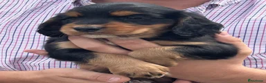 Cocker Spaniel 2