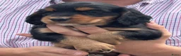 Cocker Spaniel dogs for sale: KC Reg litter of gorgeous Working Cocker Spaniels  - Advert 3
