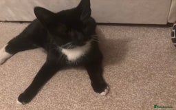 Domestic Shorthair cats for sale: Coco in need of new home  - Image 3
